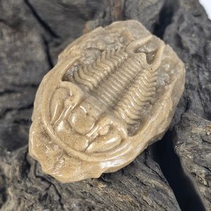 Figurine de trilobite