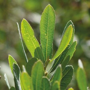 BOG MYRTLE AND FRESH MINT TRAVEL CONTAINER - BOUGIES PARFUMÉES{% if kategorie.adresa_nazvy[0] != zbozi.kategorie.nazev %} - AROMATHÉRAPIE{% endif %}