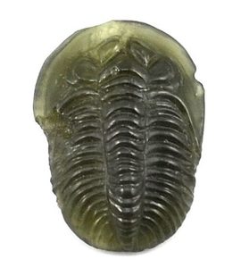 TRILOBITE, raw moldavite stone - Glyptica