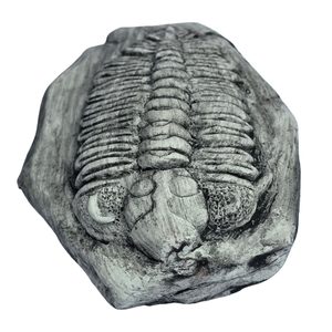 TRILOBIT, replica of a fossil
