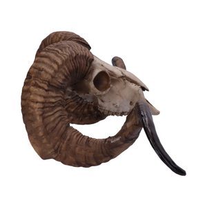 DIABLO- REALISTIC DEMONIC RAM'S SKULL 58CM - FIGURES, LAMPS, CUPS{% if kategorie.adresa_nazvy[0] != zbozi.kategorie.nazev %} - PAGAN DECORATIONS{% endif %}