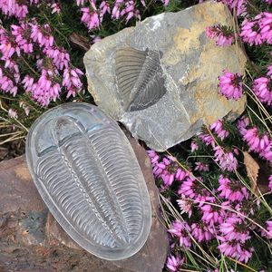 Glas-Briefbeschwerer Trilobit, Tschechisches Glas