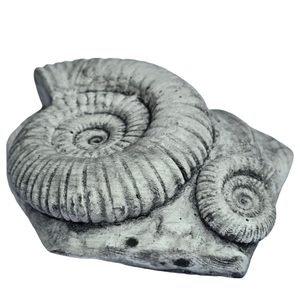 AMONIT, replica of a fossil