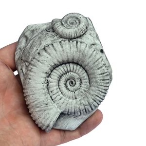 AMONIT, replica of a fossil