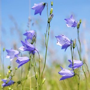 SCOTTISH BLUEBELL TRAVEL CONTAINER - BOUGIES PARFUMÉES{% if kategorie.adresa_nazvy[0] != zbozi.kategorie.nazev %} - AROMATHÉRAPIE{% endif %}