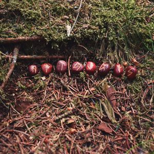 RUNOVÁ SADA, STARŠÍ FUTHARK, ČERVENÝ JASPIS - MINÉRAUX ET ROCHES DÉCORATIFS{% if kategorie.adresa_nazvy[0] != zbozi.kategorie.nazev %} - MINÉRAUX, FOSSILES{% endif %}