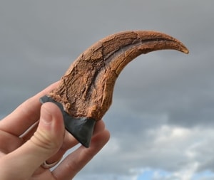 UTAHRAPTOR, CLAW, REPLICA - FOSSILIEN{% if kategorie.adresa_nazvy[0] != zbozi.kategorie.nazev %} - MOLDAVITE, MINERALIEN, FOSSILIEN{% endif %}