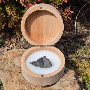 Wooden box for fossils, Trilobit