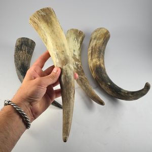 Raw cow horn - 30 cm