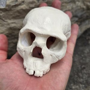 NEANDRTAL, protohumain, crâne