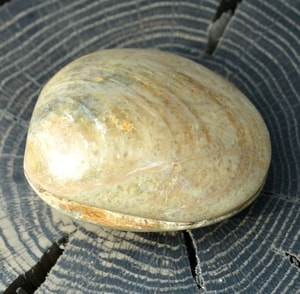 CLAM SHELL, FOSSIL, MADAGASCAR - FOSSILES{% if kategorie.adresa_nazvy[0] != zbozi.kategorie.nazev %} - MINÉRAUX, FOSSILES{% endif %}