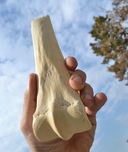 Bone tool for scraping animal hide