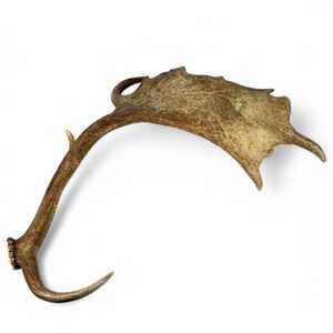 DEER and DOE, fallow deer antler - Scrimshaw