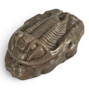 Figurine de trilobite