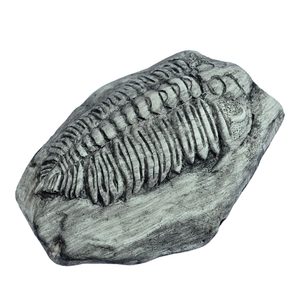 TRILOBIT, replica of a fossil
