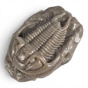 Figurine de trilobite