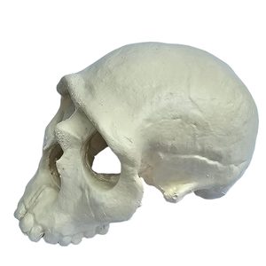 NEANDRTAL, protohumain, crâne