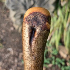 Shillelagh - Irischer Spazierstock, Haselnuss