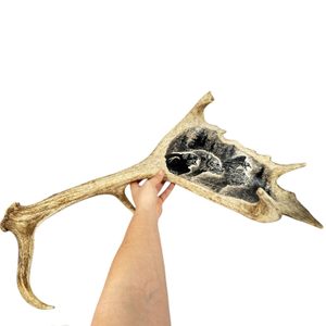 Geri, Freki und Huginn und Muninn, das gravierte Geweih