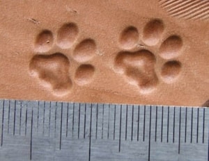 CAT TRACK, LEATHER STAMP - LEATHER STAMPS{% if kategorie.adresa_nazvy[0] != zbozi.kategorie.nazev %} - LEATHER PRODUCTS{% endif %}