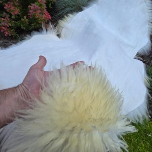 Peau de mouton, mouton suédois Melerade, blanc