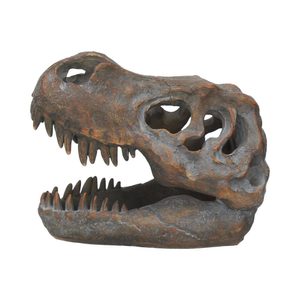 T-rex, Tyrannosaurus rex, skull