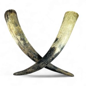 Cow horn raw large 0,5l