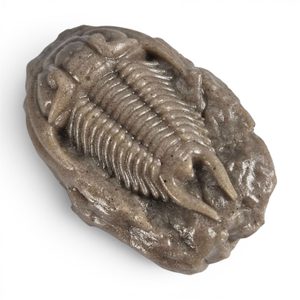 Figurine de trilobite