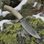 WYATT, Bowie knife with antler, hamon hardening