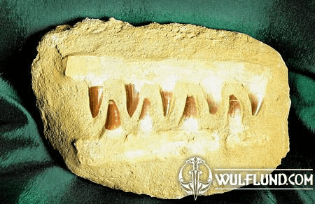 JAW OF MOSASAURUS ANCEPS