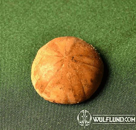 FOSSIL SEA URCHIN