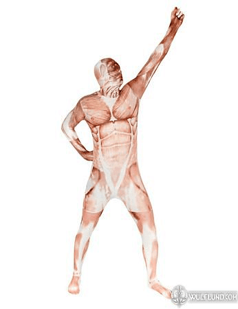 MORPHSUIT ANATOMY - COSTUME RENTAL