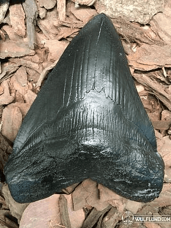 CARCHAROCLES MEGALODON, SHARK TOOTH