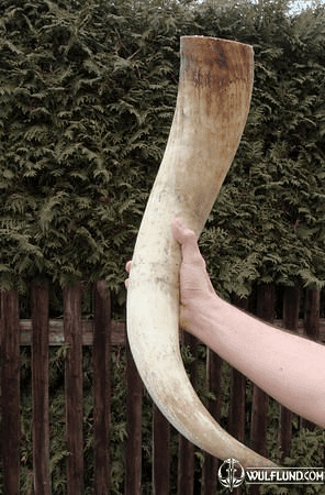 EXTREMELY LONG UNPOLISHED HORN