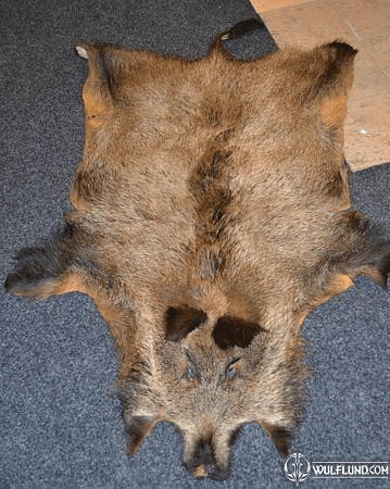 FUR OF THE BOAR, RENTAL