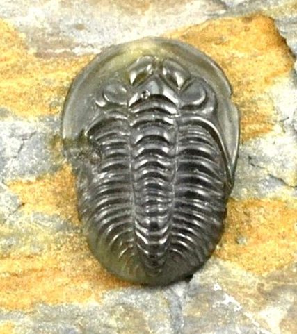 TRILOBITE, RAW MOLDAVITE STONE - GLYPTICA