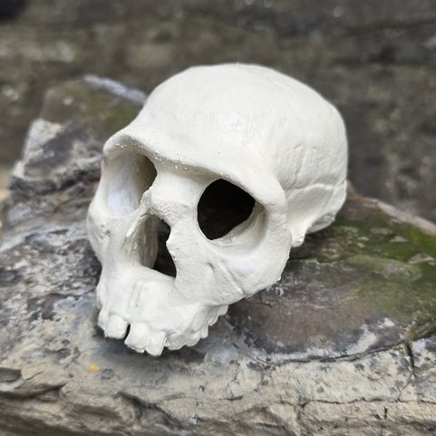 NEANDRTAL, PROTOHUMAIN, CRÂNE