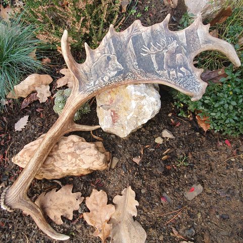 BOAR AND STAG, FALLOW DEER ANTLER - SCRIMSHAW