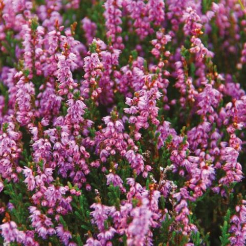 HEATHER AND WILD BERRIES REED DIFFUSER, SCOTLAND