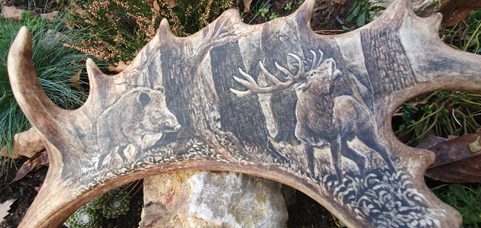 BOAR AND STAG, FALLOW DEER ANTLER - SCRIMSHAW