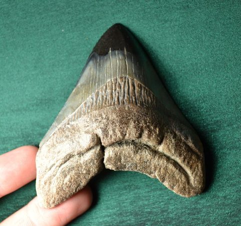 CARCHAROCLES MEGALODON, FOSSIL SHARK TOOTH