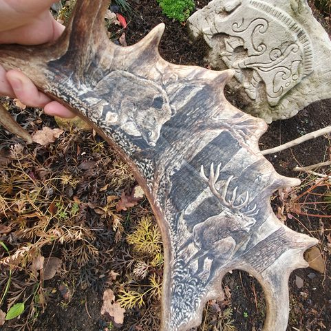 BOAR AND STAG, FALLOW DEER ANTLER - SCRIMSHAW