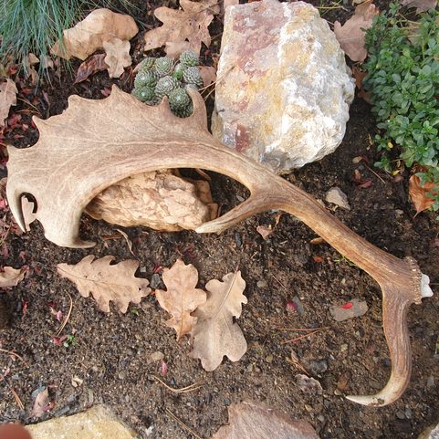 BOAR AND STAG, FALLOW DEER ANTLER - SCRIMSHAW