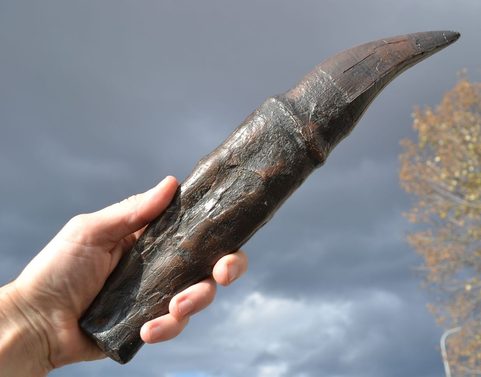 TYRANNOSAURUS REX, T-REX, TOOTH, REPLICA