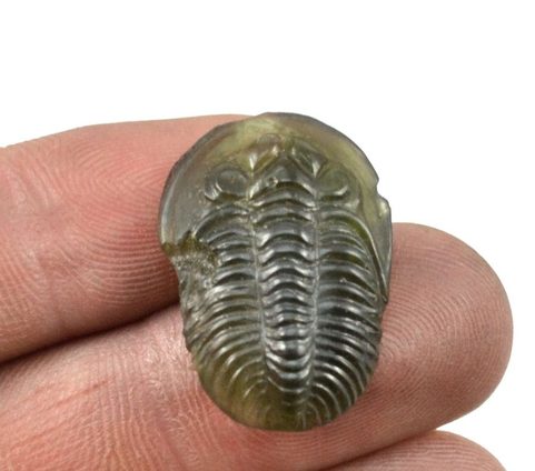 TRILOBITE, RAW MOLDAVITE STONE - GLYPTICA