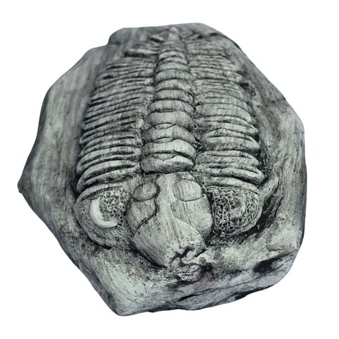 TRILOBIT, REPLICA OF A FOSSIL