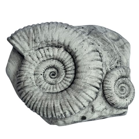 AMONIT, REPLICA OF A FOSSIL