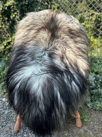 PEAU DE MOUTON, MOUTON ISLANDAIS, GRISE