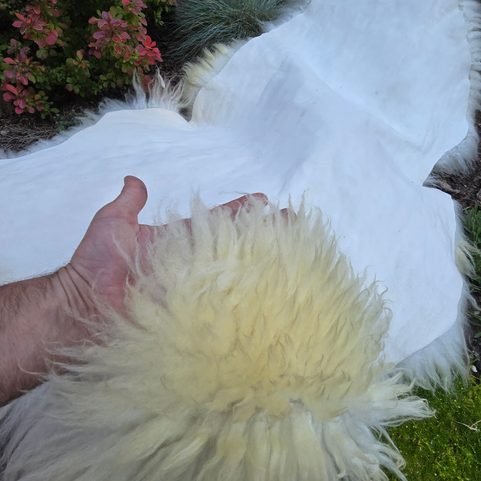 PEAU DE MOUTON, MOUTON SUÉDOIS MELERADE, BLANC