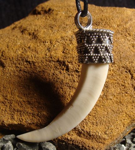 WILD BOAR TUSK, SILVER 925, GRANULATION